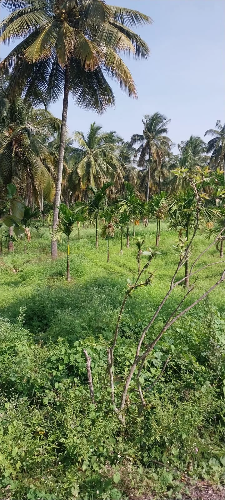Commercial Land for Sale - Nelamangala Taluk in Nelamangala Town, Karnataka – photo 3