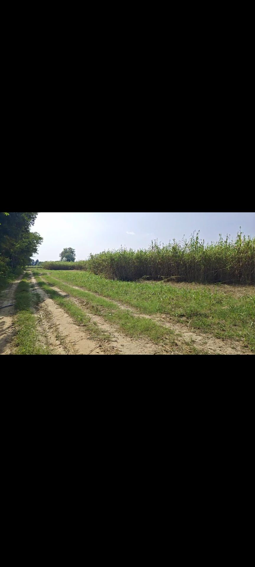 15 Acres Agreeculture Land in Chhata – photo 4